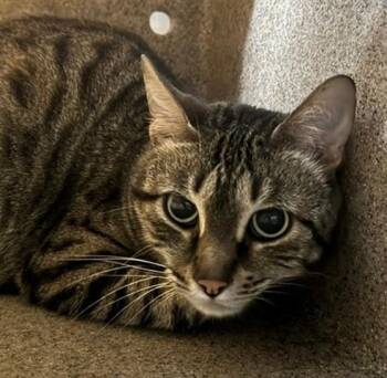 MIA -  Domestic Short Hair Cat for Adoption in Anchorage, Alaska - MIA | PetCurious