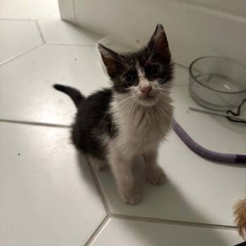 Ike -  Domestic Short Hair Cat for Adoption in Jupiter, Florida - Ike | PetCurious