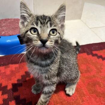 Purrminator -  Domestic Short Hair Cat for Adoption in Ferndale, Michigan - Purrminator | PetCurious