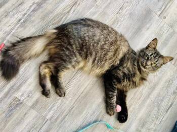Rescue Domestic Long Hair Cats for Adoption in Statesboro, Georgia - Ember | PetCurious
