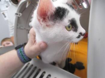 MOOMOO -  Domestic Short Hair Cat for Adoption in Ocala, Florida - MOOMOO | PetCurious