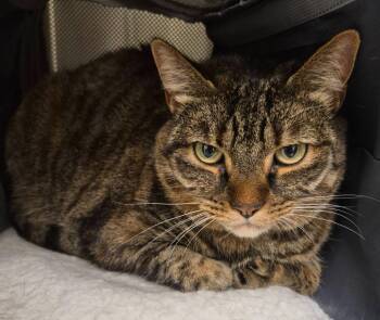Calista -  Domestic Short Hair Cat for Adoption in Christiansburg, Virginia - Calista | PetCurious
