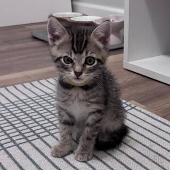 Cutlet -  Domestic Short Hair Cat for Adoption in Chattanooga, Tennessee - Cutlet | PetCurious
