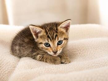Deena -  Domestic Short Hair Cat for Adoption in Lafayette, Louisiana - Deena | PetCurious