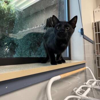 Leah -  Domestic Short Hair Cat for Adoption in Great Falls, Montana - Leah | PetCurious