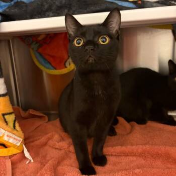 Humpty -  Domestic Short Hair Cat for Adoption in Council Bluffs, Iowa - Humpty | PetCurious
