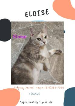 Rescue American Shorthair Cats for Adoption in Ridgway, Pennsylvania - Eloise | PetCurious