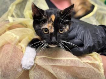 GEMINI -  Domestic Short Hair Cat for Adoption in Pueblo, Colorado - GEMINI | PetCurious