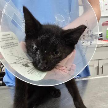 Rajah -  Domestic Short Hair Cat for Adoption in Fairmont, West Virginia - Rajah | PetCurious