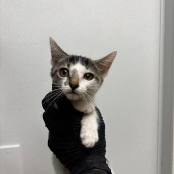 Funny Face -  Domestic Short Hair Cat for Adoption in Abilene, Texas - Funny Face | PetCurious