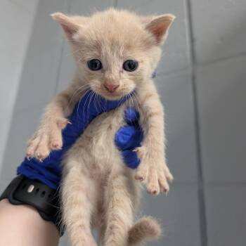 Apashe -  Domestic Short Hair Cat for Adoption in West Olive, Michigan - Apashe | PetCurious