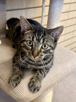 Tarot -  Domestic Short Hair Cat for Adoption in Downers Grove, Illinois - Tarot | PetCurious