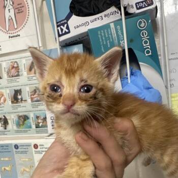 Chloe -  Domestic Short Hair Cat for Adoption in Parrish, Alabama - Chloe | PetCurious