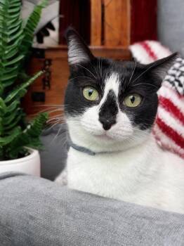Domestic Short Hair Cats Available for Adoption - HollyGoLightly | PetCurious