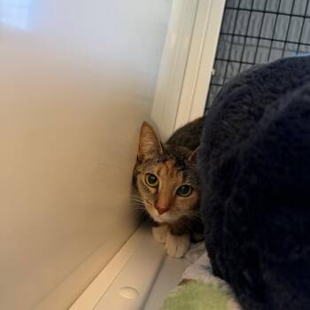 Jasmine -  Domestic Short Hair Cat for Adoption in Ruckersville, Virginia - Jasmine | PetCurious
