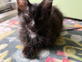 Hazel the wise -  Domestic Medium Hair Cat for Adoption in Cincinnati, Ohio - Hazel The Wise | PetCurious