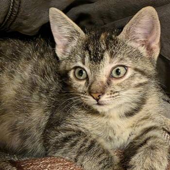 Sally Purcell -  Domestic Short Hair Cat for Adoption in Morrison, Colorado - Sally Purcell | PetCurious