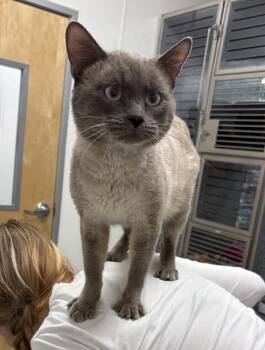 Siamese Cats Available for Adoption in Longwood, Florida - Oakley | PetCurious