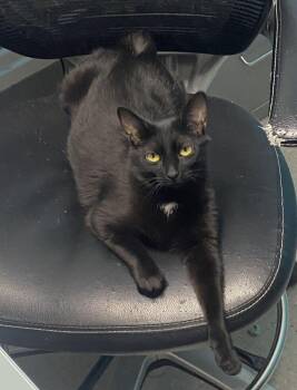 Maisy -  Domestic Short Hair Cat Available for Adoption in Alexandria, Virginia - Maisy | PetCurious