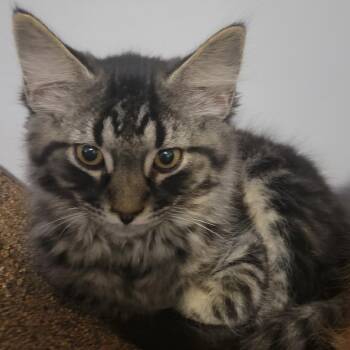 Rolo -  Domestic Long Hair Cat for Adoption in Corydon, Indiana - Rolo | PetCurious