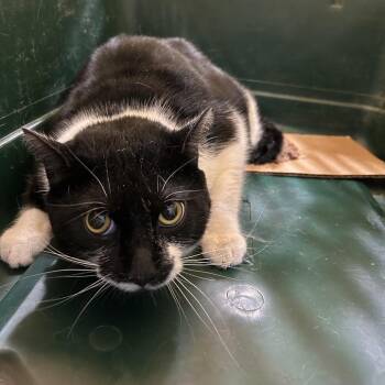Domestic Short Hair Cats Available for Adoption in Newark, New Jersey - Chelsea | PetCurious