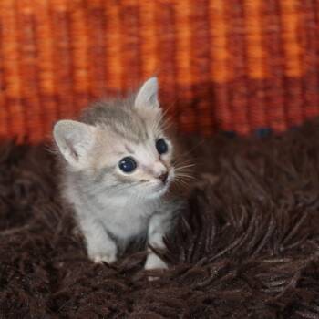 Drax -  Domestic Short Hair Cat for Adoption in Auburn, Alabama - Drax | PetCurious