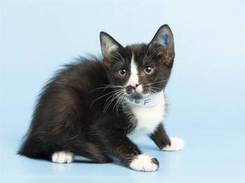 ALEXIA -  Domestic Short Hair Cat for Adoption in Phoenix, Arizona - ALEXIA | PetCurious