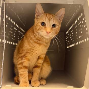 Bingus -  Domestic Short Hair Cat for Adoption in Watertown, New York - Bingus | PetCurious