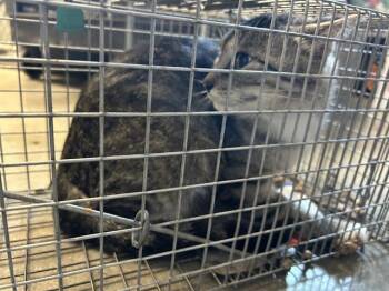 BAMBAM -  Domestic Short Hair Cat for Adoption in Olathe, Kansas - BAMBAM | PetCurious