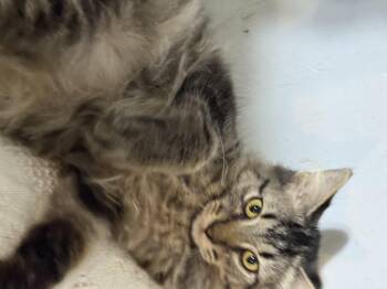 Rescue Domestic Medium Hair Cats for Adoption in Newton, Illinois - Slane | PetCurious