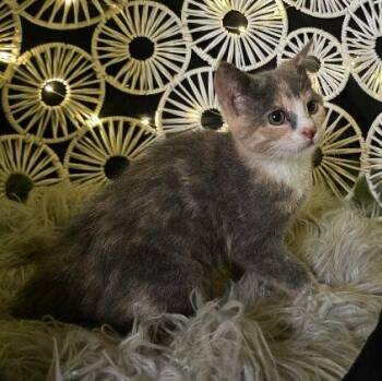 Bell -  Domestic Short Hair Cat for Adoption in Penns Grove, New Jersey - Bell | PetCurious