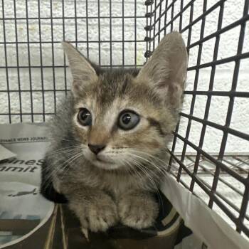 Micki -  Domestic Short Hair Cat for Adoption in Edinburg, Texas - Micki | PetCurious