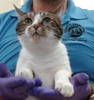LYNXI -  Domestic Short Hair Cat for Adoption in Doral, Florida - LYNXI | PetCurious