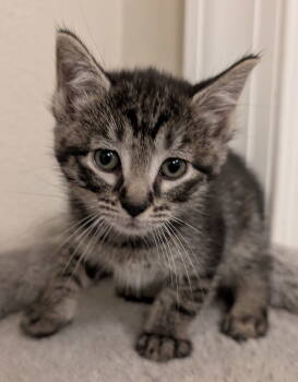 Rescue Domestic Short Hair Cats for Adoption in Apopka, Florida - Windy 4.23.25 | PetCurious