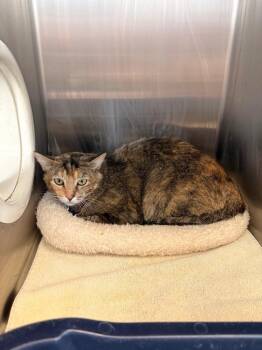 Kanga -  Domestic Short Hair Cat for Adoption in Heber City, Utah - Kanga | PetCurious