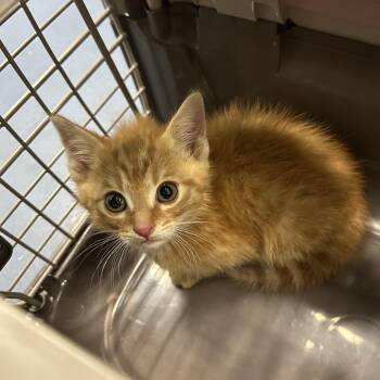 Home Fries -  Domestic Short Hair Cat for Adoption in Greensboro, North Carolina - Home Fries | PetCurious