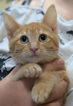 Challah -  Domestic Short Hair Cat for Adoption in La Harpe, Kansas - Challah | PetCurious