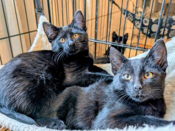 William Murderface and Toki Wartooth -  Domestic Short Hair Cat for Adoption in Seattle, Washington - William Murderface And Toki Wartooth | PetCurious