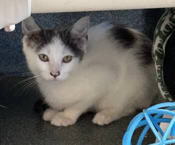 Ambrosia -  Domestic Short Hair Cat for Adoption in Suffolk, Virginia - Ambrosia | PetCurious