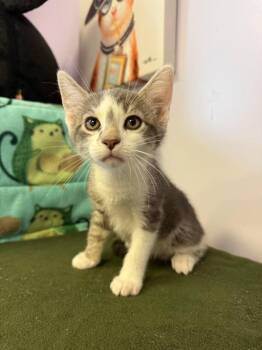 Wasabi -  Domestic Short Hair Cat for Adoption in Freeport, New York - Wasabi | PetCurious