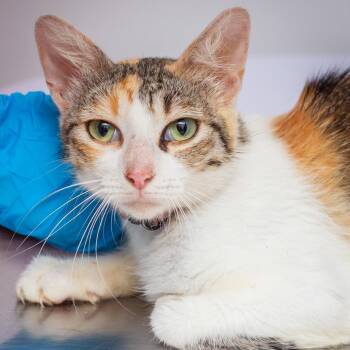 Raindance -  Domestic Short Hair Cat for Adoption in Hattiesburg, Mississippi - Raindance | PetCurious