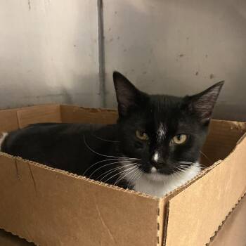 Sylvester -  Domestic Short Hair Cat for Adoption in Monroe, Louisiana - Sylvester | PetCurious