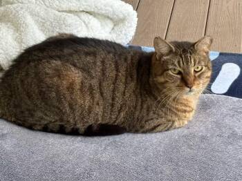 Lovey ( and Target and Rebel) -  Domestic Short Hair Cat Available for Adoption in Palm Coast, Florida - Lovey ( And Target And Rebel) | PetCurious