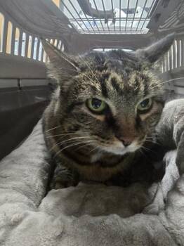 Domestic Medium Hair and Domestic Short Hair Cats Available for Adoption in Missoula, Montana - Chattulah | PetCurious