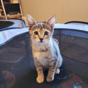 Foxy -  Domestic Short Hair Cat for Adoption in South Elgin, Illinois - Foxy | PetCurious