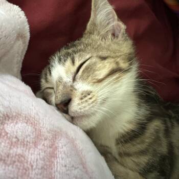 Baby Guinness -  Domestic Short Hair Cat for Adoption in Fort Lauderdale, Florida - Baby Guinness | PetCurious