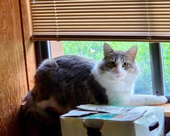 Husky -  Domestic Short Hair Cat for Adoption in Pasco, Washington - Husky | PetCurious