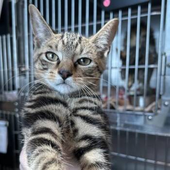 Eli -  Domestic Short Hair Cat for Adoption in Matteson, Illinois - Eli | PetCurious