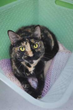 Domestic Short Hair Cats Available for Adoption - Zora | PetCurious