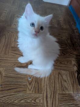 ATLAS -  Domestic Long Hair Cat Available for Adoption in Elgin, South Carolina - ATLAS | PetCurious